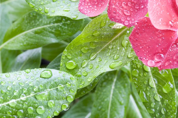 Wet flower — Stock Photo, Image