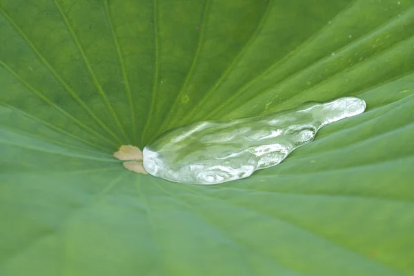 stock image Waterproof leaf