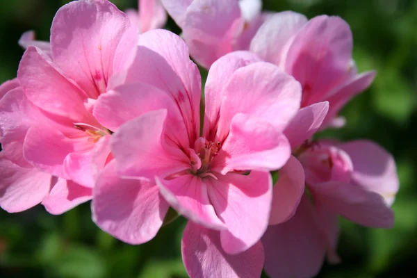 stock image Geranium