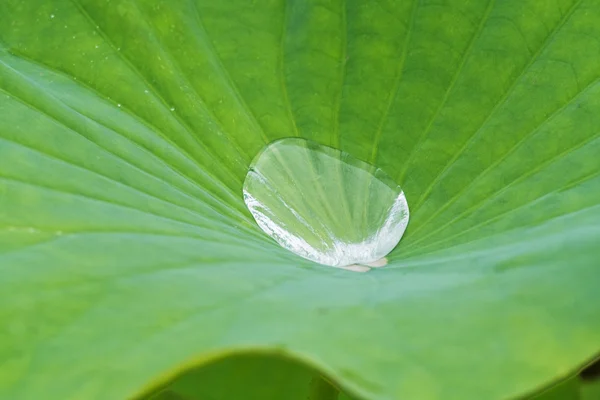 stock image Waterproof leaf