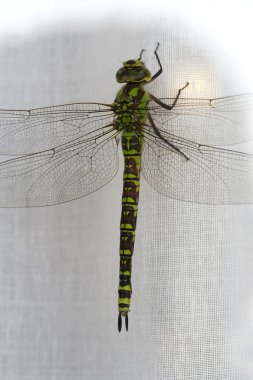 Dragonfly clipart