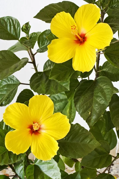 Yellow Hibiscus — Stock Photo, Image