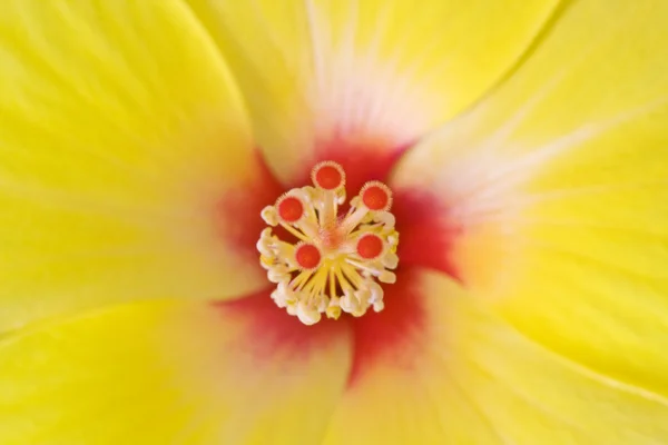 Hibiscus background — Stock Photo, Image