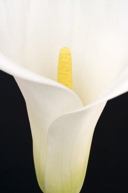 White calla clipart