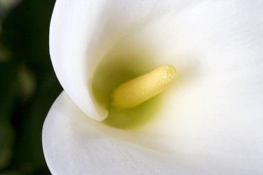 White calla clipart