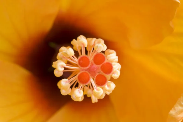 Orange hibiscus background — Stock Photo, Image