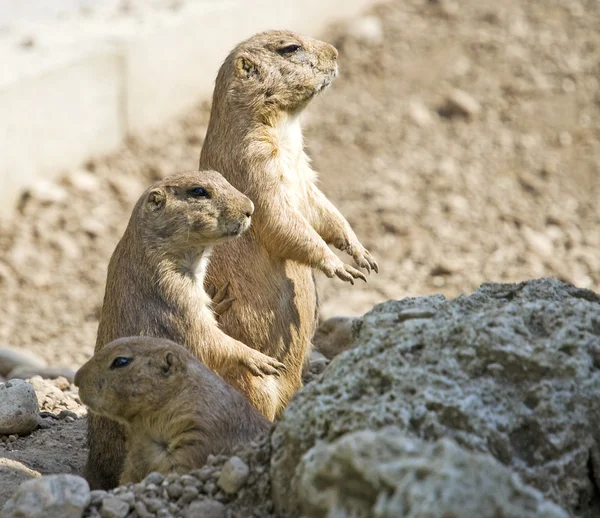 stock image Prairie dog