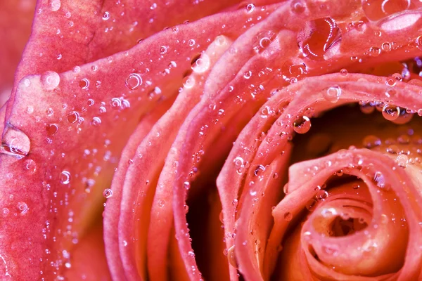 Bocciolo di rosa bagnato — Foto Stock