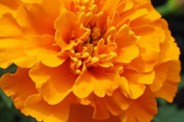 French marigold clipart