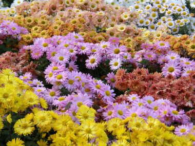 Flowers of chrysanthemums clipart