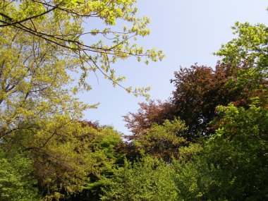 Trees in park