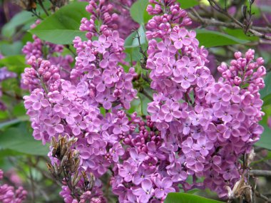 Flowers of a lilac clipart