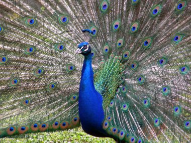 Peacock with feathers of a tail clipart