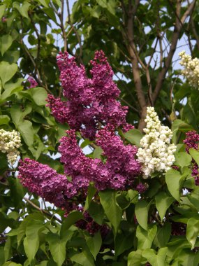 Flowers of a lilac clipart