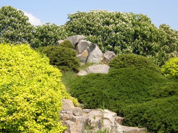 stock image Stone and trees