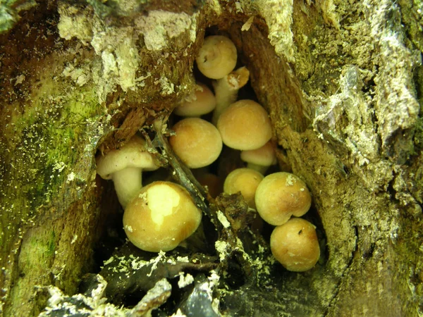 Pilz auf einem Stamm eines alten Baumes — Stockfoto