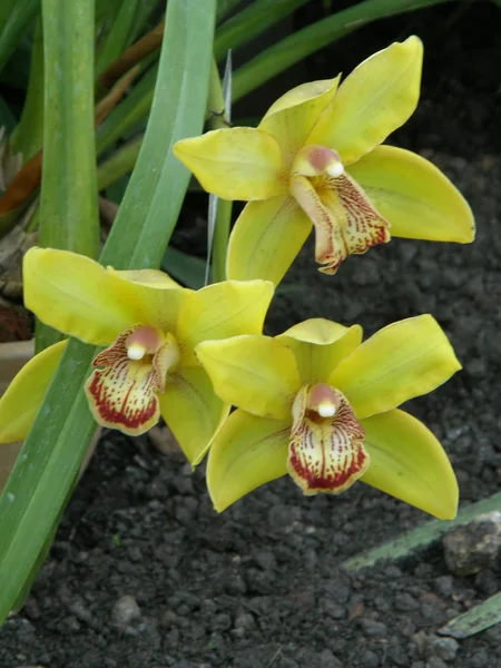 Bir orkide sarı çiçek. — Stok fotoğraf