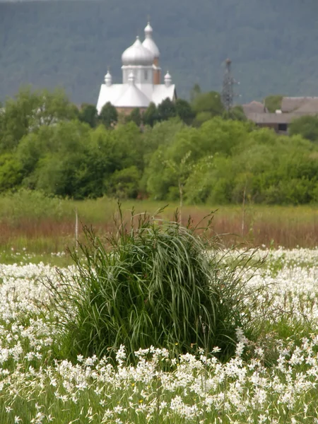 Kirche und Blumen — Stockfoto