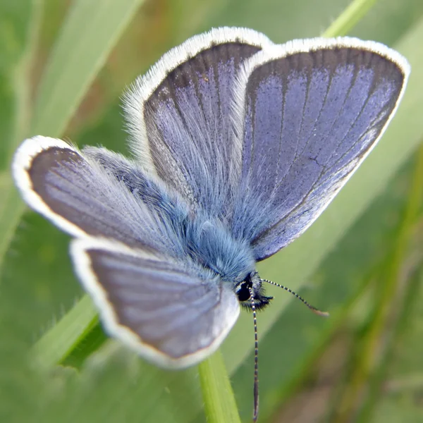 Donkerblauwe vlinder — Stockfoto