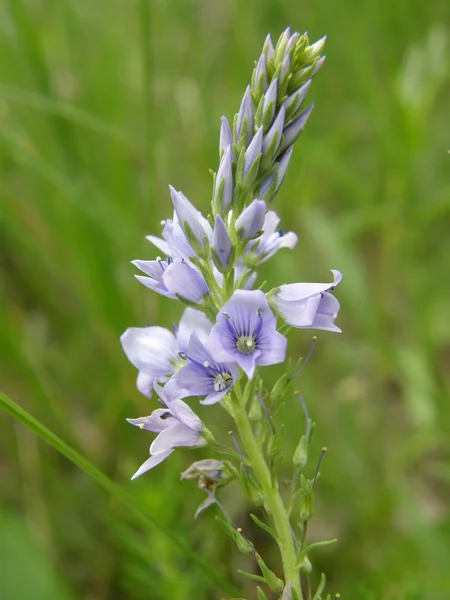 Flores de primavera — Foto de Stock