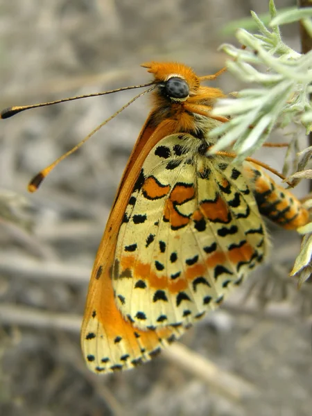 Πεταλούδα. μακροεντολή — Φωτογραφία Αρχείου