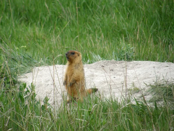 Marmotte de Steppe — Photo