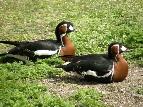 stock image Two ducks