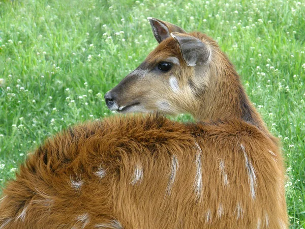 Marsh deer — Stock Photo, Image