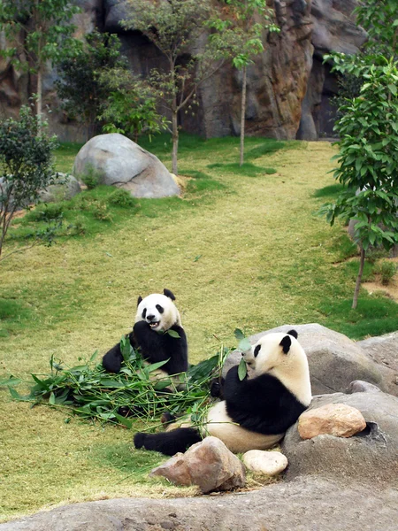 Pandas — Stock Photo, Image