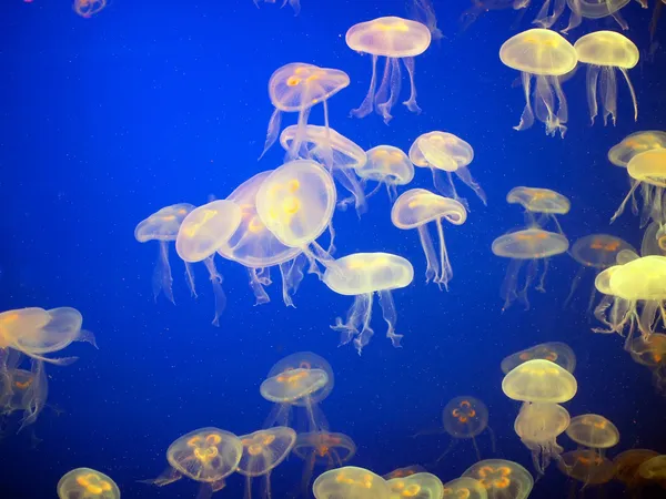 Jellyfishes — Stok fotoğraf