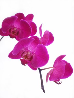 Orchid clipart