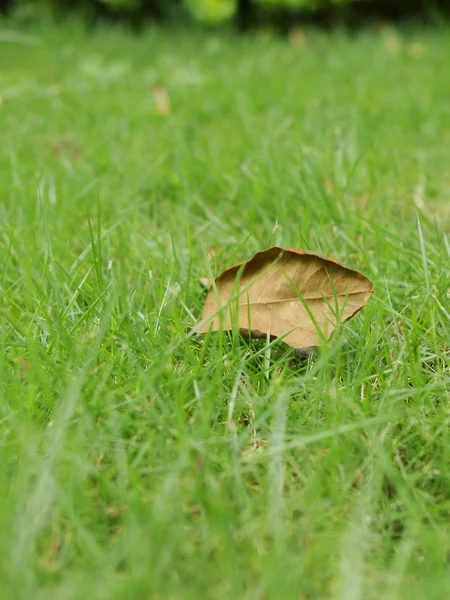 stock image Falling leaf