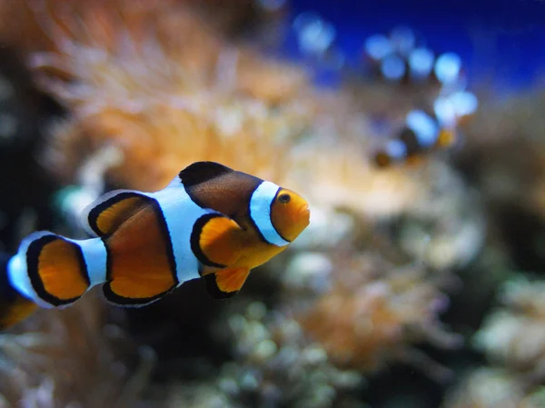 Clownfish — Stock Fotó