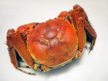 Chinese fresh water crab clipart