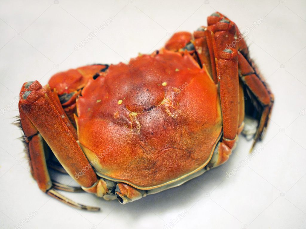 Chinese fresh water crab