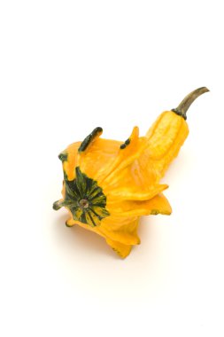 sonbahar squash