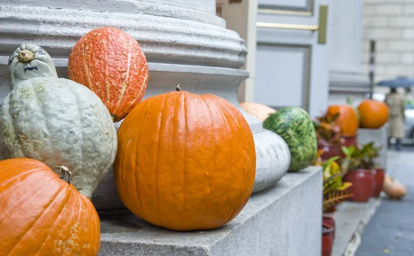 stock image Squash and Pumpkins