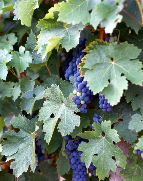 Vinha de uva de St Emilion — Fotografia de Stock