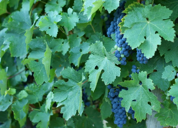 Viña de uva de St Emilion — Foto de Stock