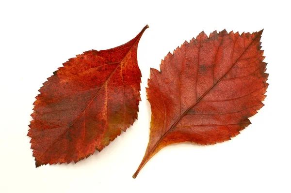 Twee Herfstbladeren — Stockfoto