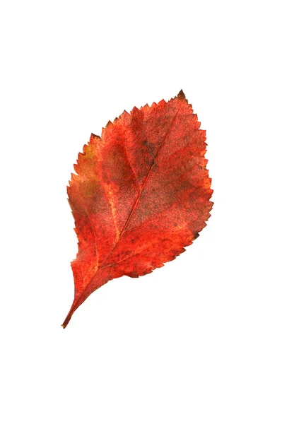 stock image An autumn leaf