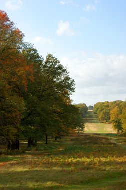 Avenue ağaçların Richmond