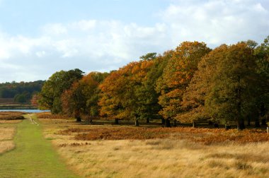 ağaçlar richmond Park peyzaj