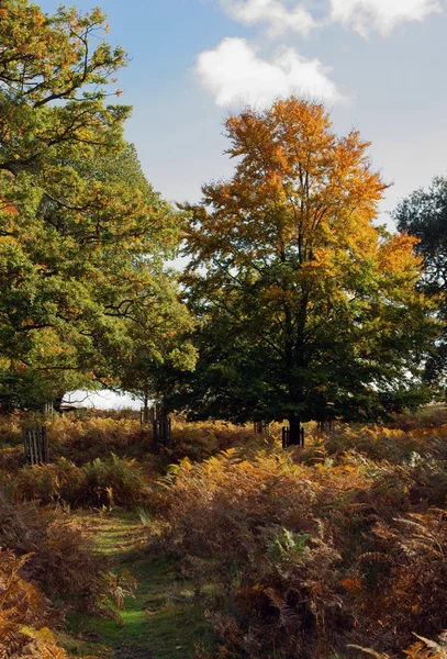 Autumn in Richmond Park, London — Stock Photo, Image