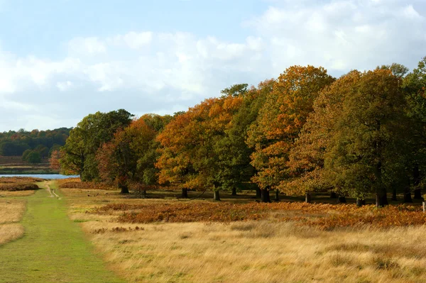 Landscape of trees in Richmond Park — Stock Photo, Image