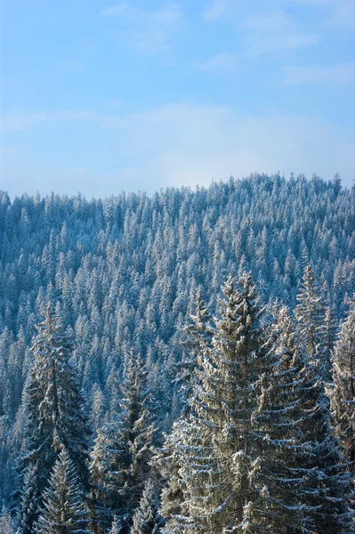 stock image Alpine trees with snow