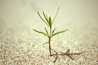 Bud sprout in the sand clipart