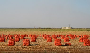 The reaped crop of onions clipart