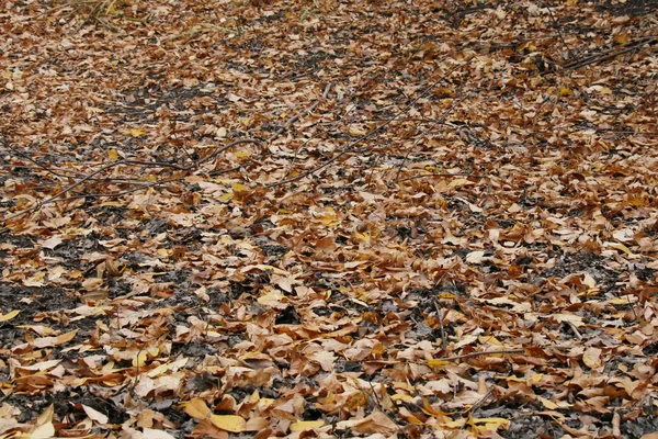 Die herabgefallenen Blätter — Stockfoto