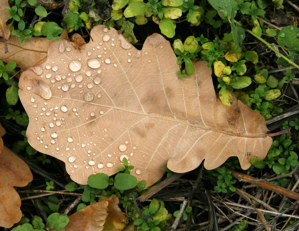 Folha de carvalho coberta com gotas de orvalho — Fotografia de Stock